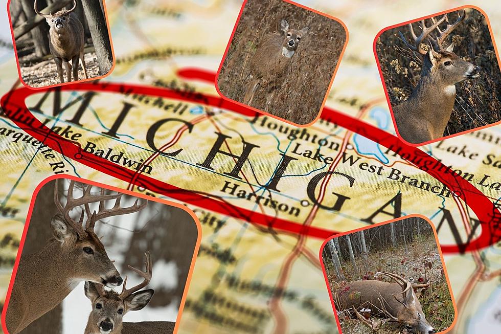 Michigan Firearm Deer Season Primer: Reviewing the 2022 Season