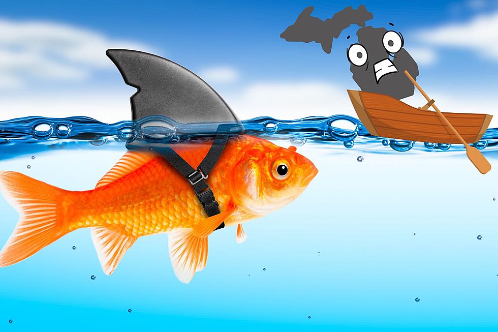 MICHIGAN INVASIVE SPECIES ALERT: Millions of Giant – Goldfish?
