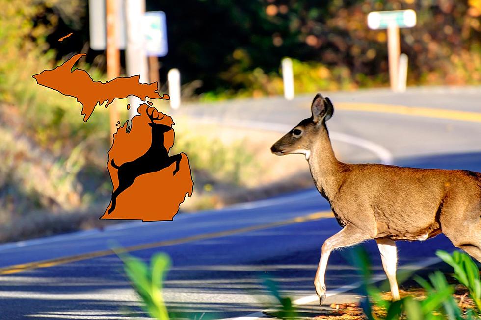 Michigan has 2nd Largest Deer Population in US and It's a Problem