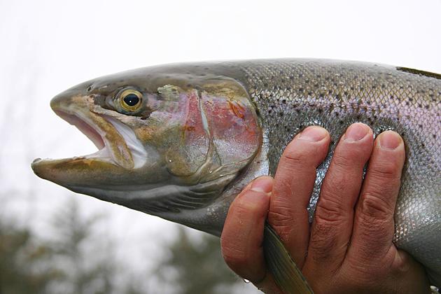 2024 Michigan Fishing Update: New Year, New Angler Bag Limits