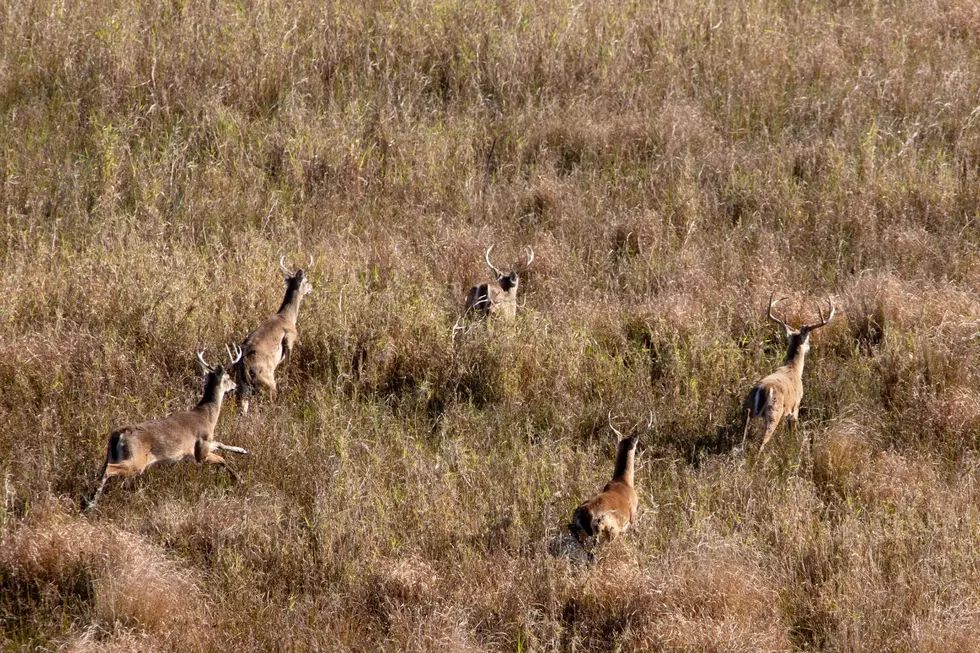 Michigan has 2nd Largest Deer Population in US and It's a Problem