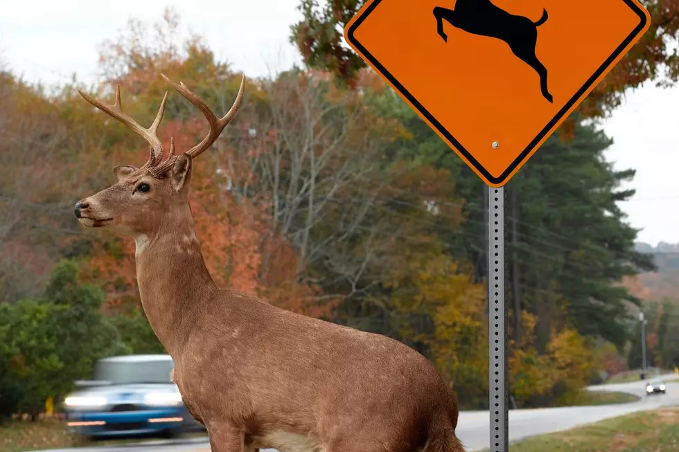 Michigan has 2nd Largest Deer Population in US and It's a Problem