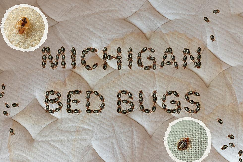 Michigan Bed Bugs: 3 Cities CRAWLING on US 50 Most Infested