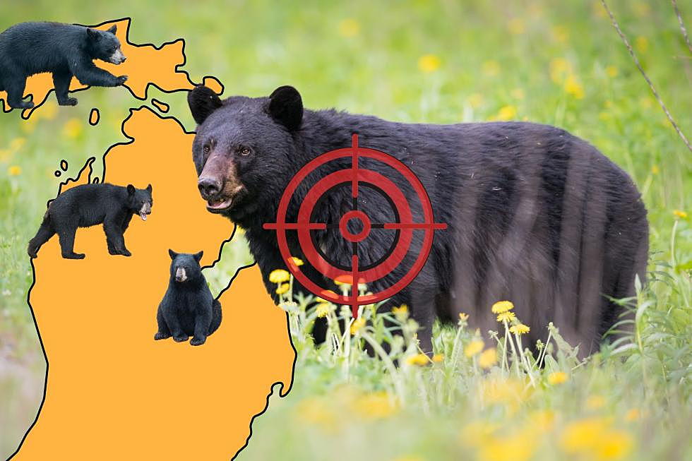 Michigan’s Bear is Population Growing, Harvest Declines Slightly