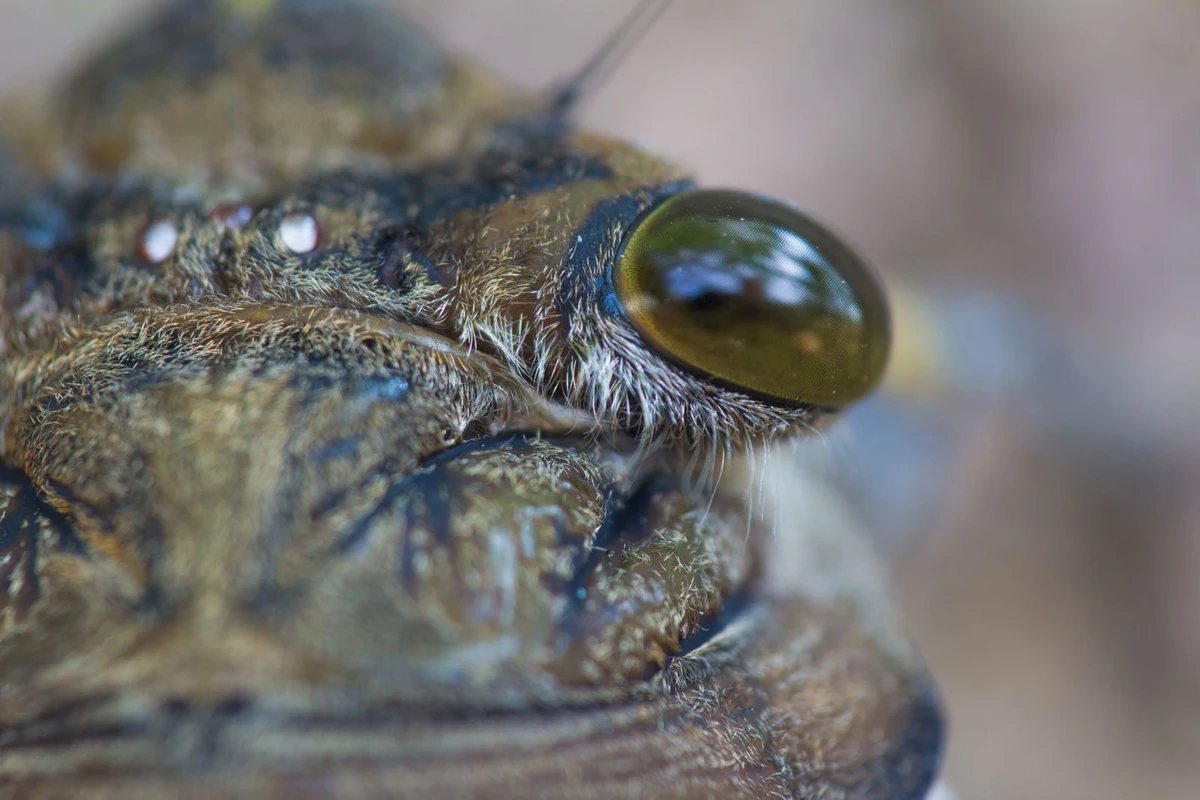 Cicadapocalypse Michigan Double Brood to Hatch BILLIONS of Bugs