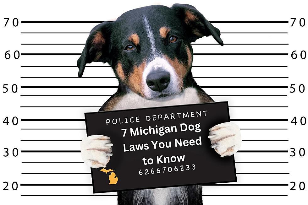 The 7 Laws Michigan Dog Owners Need to Know