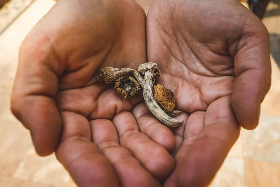 Psychedelics in Michigan: Where You Can Buy Magic Mushrooms