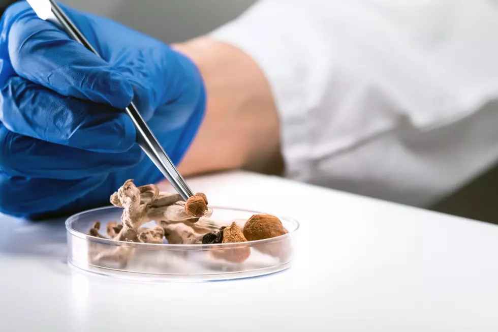 Psychedelics in Michigan: Where You Can Buy Magic Mushrooms