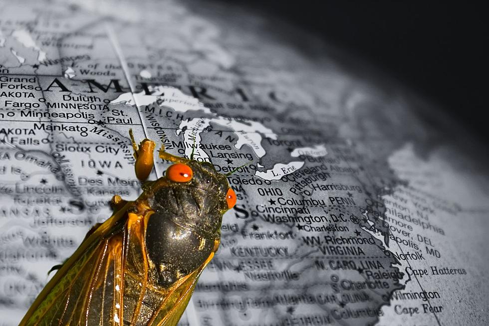 Frequently Asked Questions Cicadas, Their Emergence In Michigan