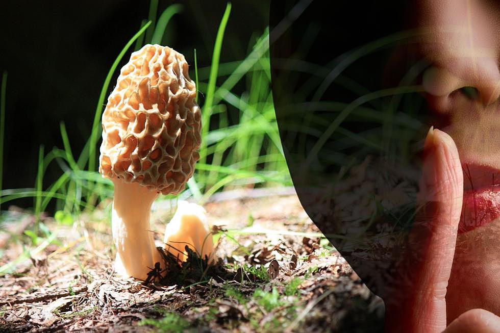 Morel Mushrooms Hotspots: Michigan’s Best Kept Secret