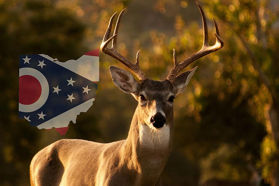 Ohio's 2023 Whitetail Harvest: Which County Tagged the Most Deer?