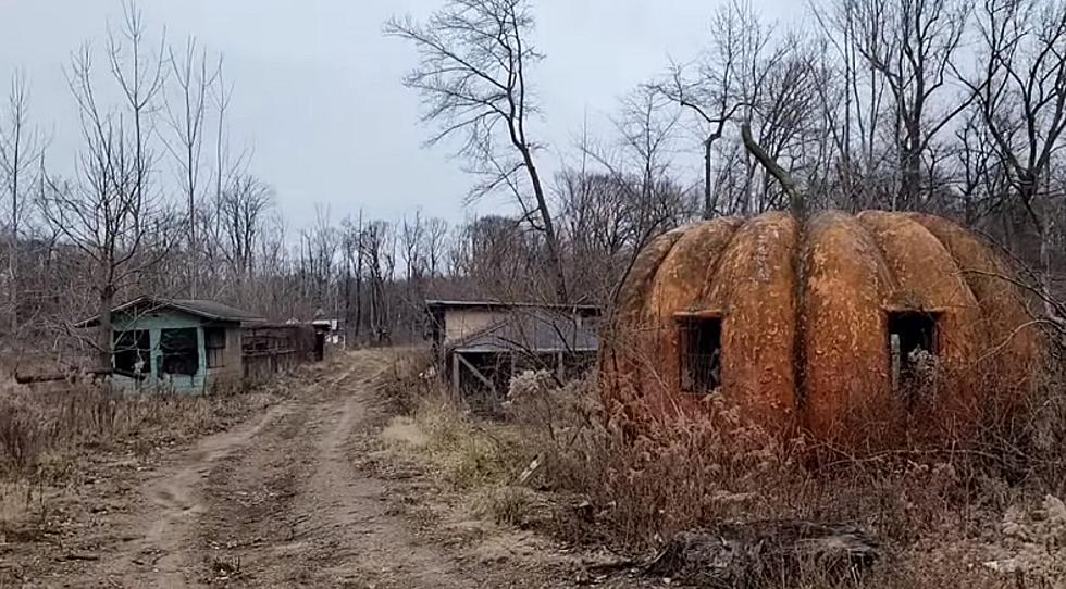 Abandoned Deer Forest a Few Years Later (Updated 2024): Coloma, Michigan