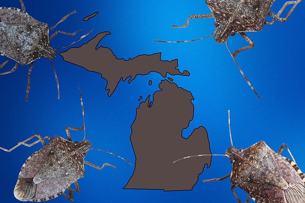 Stink Bugs Emerging Early Michigan: Where They&#8217;ve Been Hiding