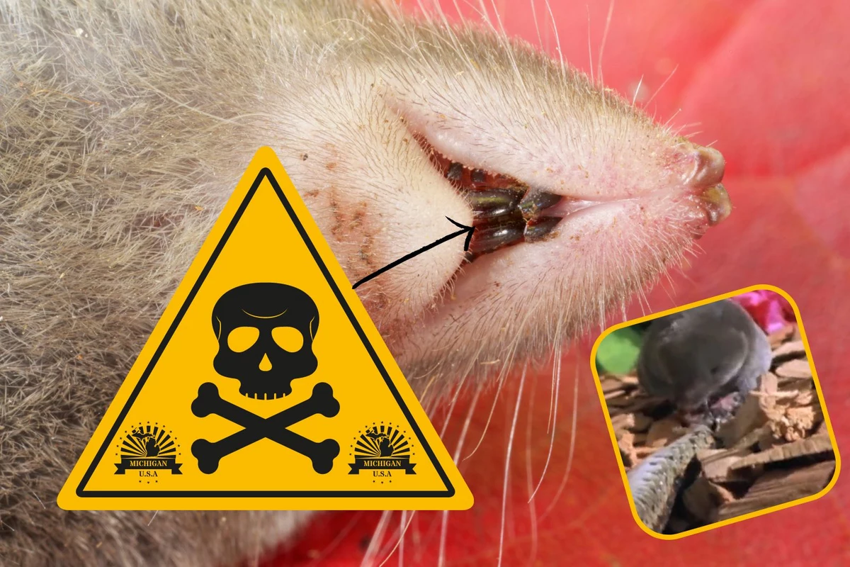 New Fear Unlocked There Are Venomous SHREWS In Michigan new-fear-unlocked-there-are-venomous-shrews-in-michigan
