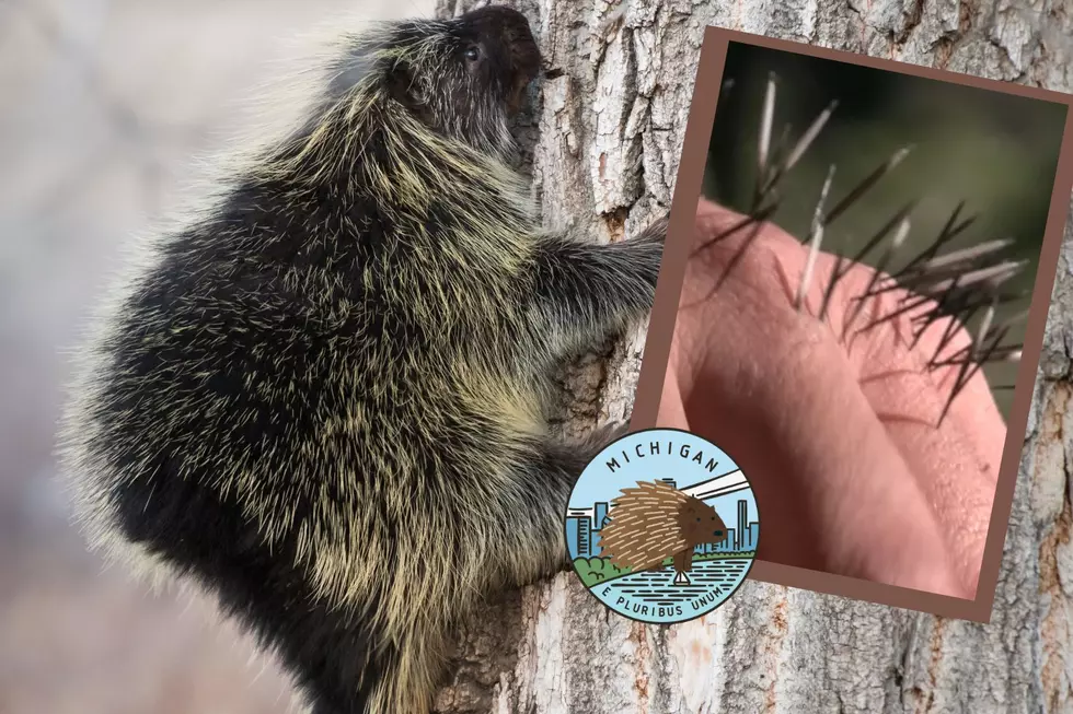 WATCH: Michigan&#8217;s Porcupine Quills Pack a Powerful Punch