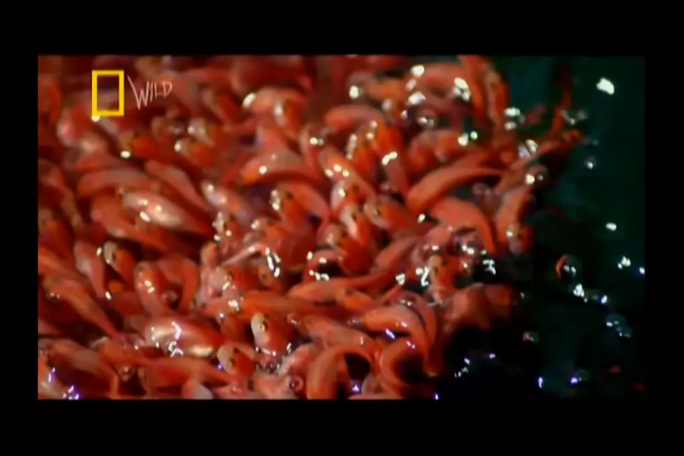 National Geographic via YouTube / Canva