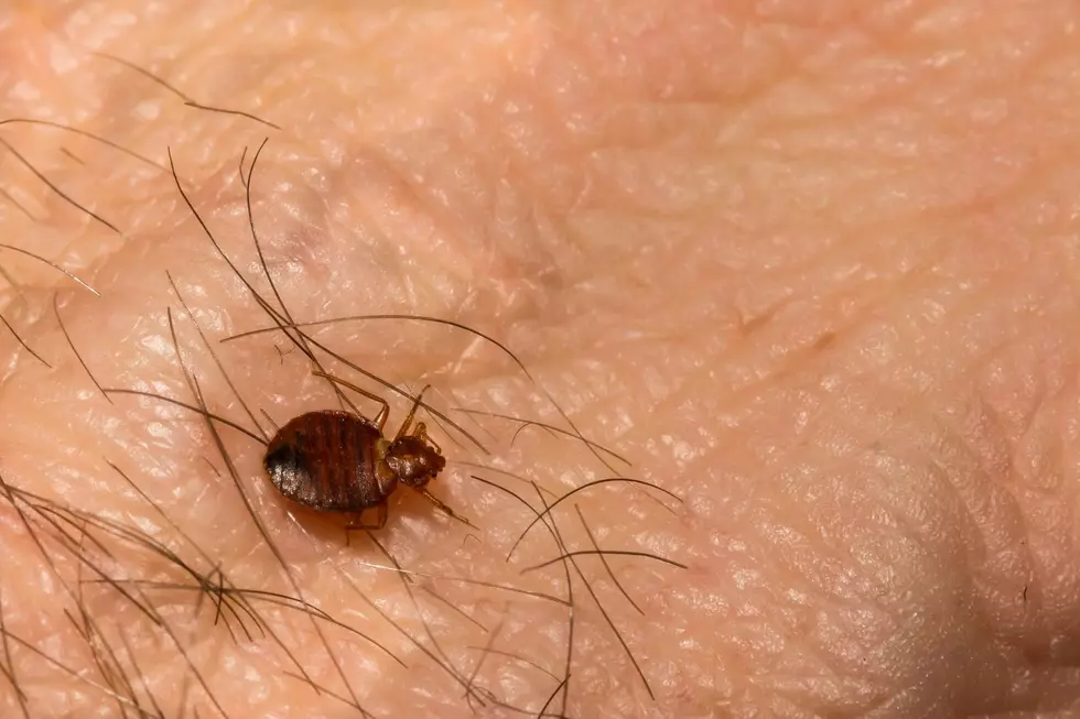 Michigan Travel Alert: 50 Cities Are Crawling With Bed Bugs