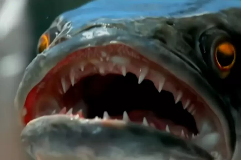 Snakehead Tooth Snakehead Fish Teeth