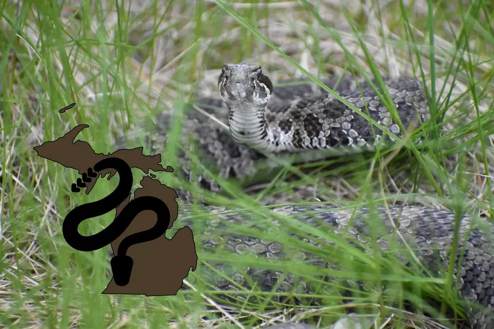 Michigan's Has One Venomous Snake: Can Its Bite Kill You?