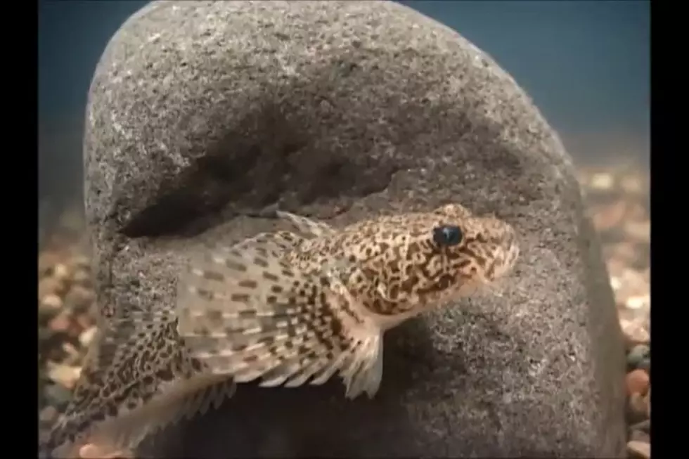 Is There Life on the Bottom of Michigan's Lake Superior?