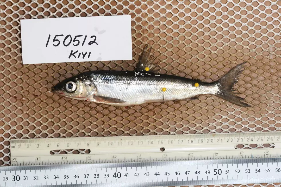 Is There Life on the Bottom of Michigan's Lake Superior?