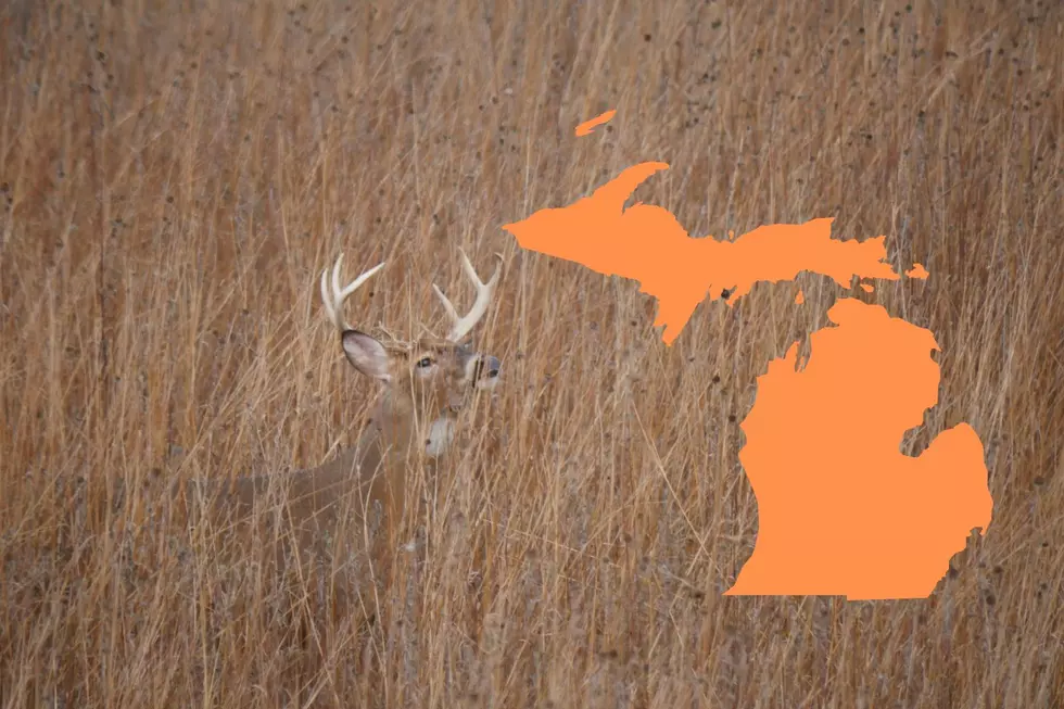 Michigan&#8217;s 2023 Deer Season in Review: County by County Review