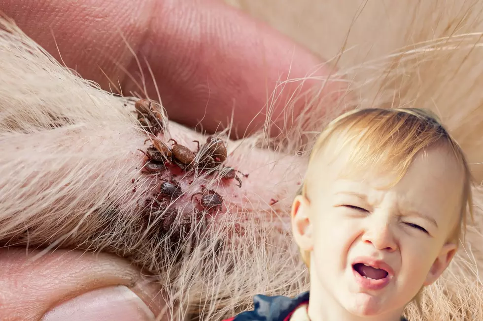Why You Need to Know How To Remove a Tick Safely in Michigan