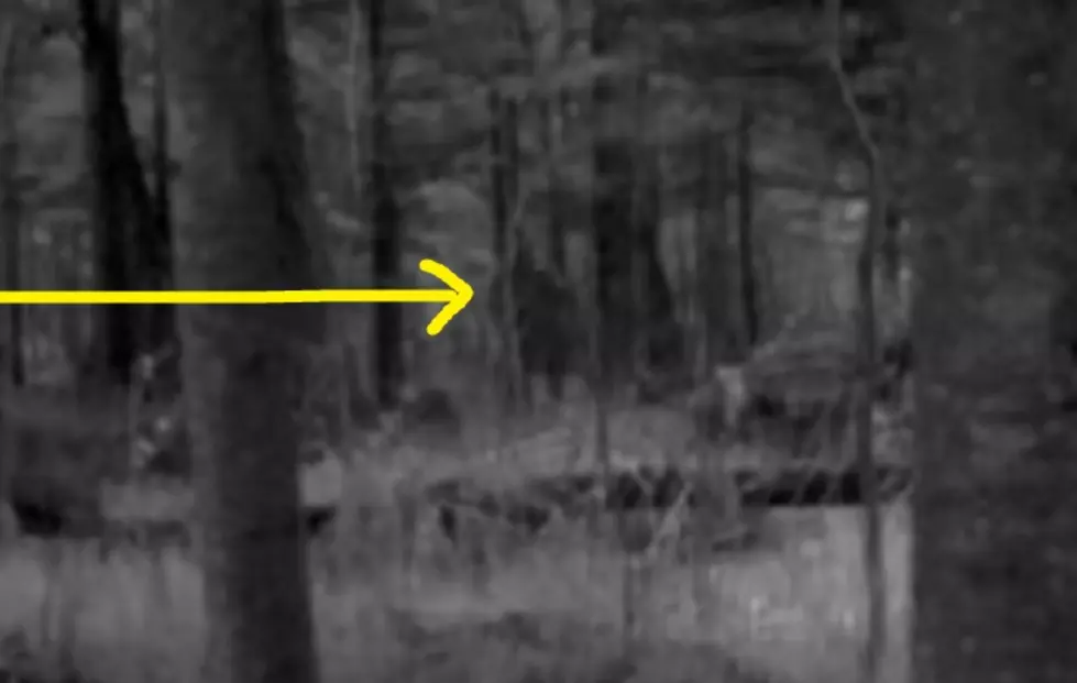 Top 5 Places in Michigan to Hunt for a Bigfoot