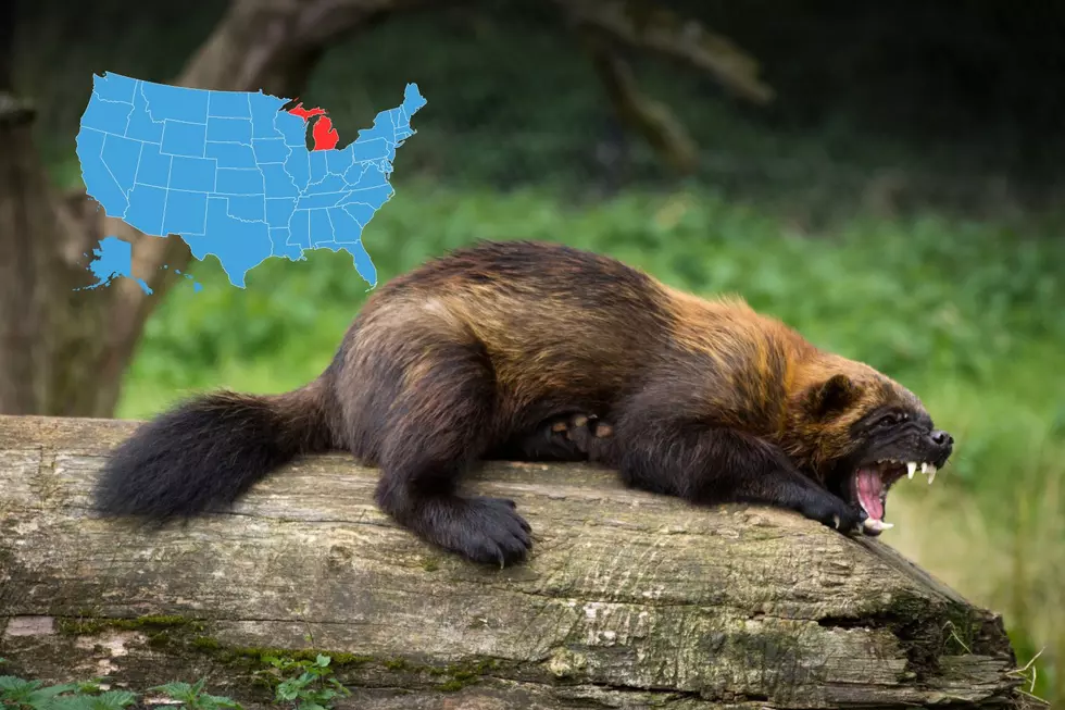 It's Been 20 Years Since a Wolverine Was Seen in Michigan