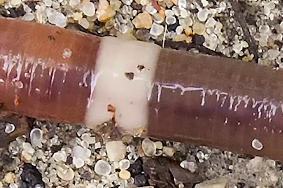 Jumping Worms Do Exist: Meet This Michigan Invasive Species
