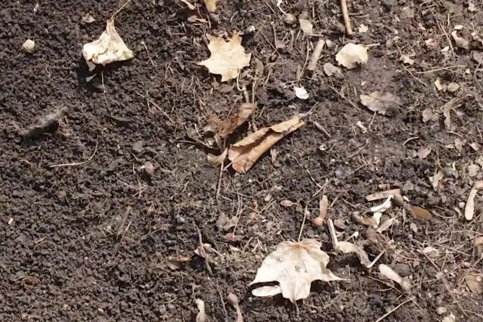 Michigan Invasive Species Watchlist: Jumping Worms a Real Danger