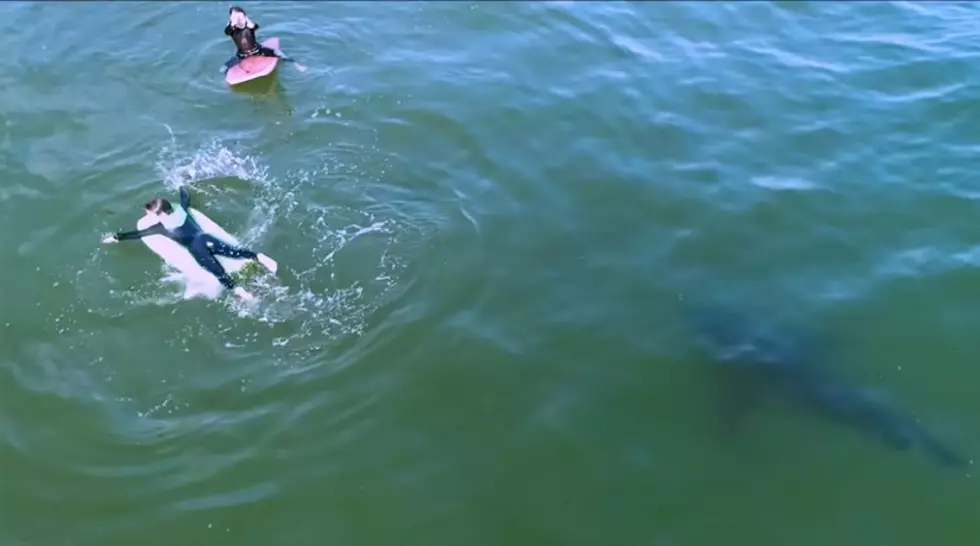 Sharks Spotted in Lake Michigan? Believe It or Not