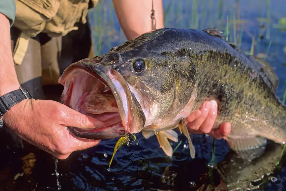 A gigantic large-mouth bass is seen pulled from a Michigan lake.