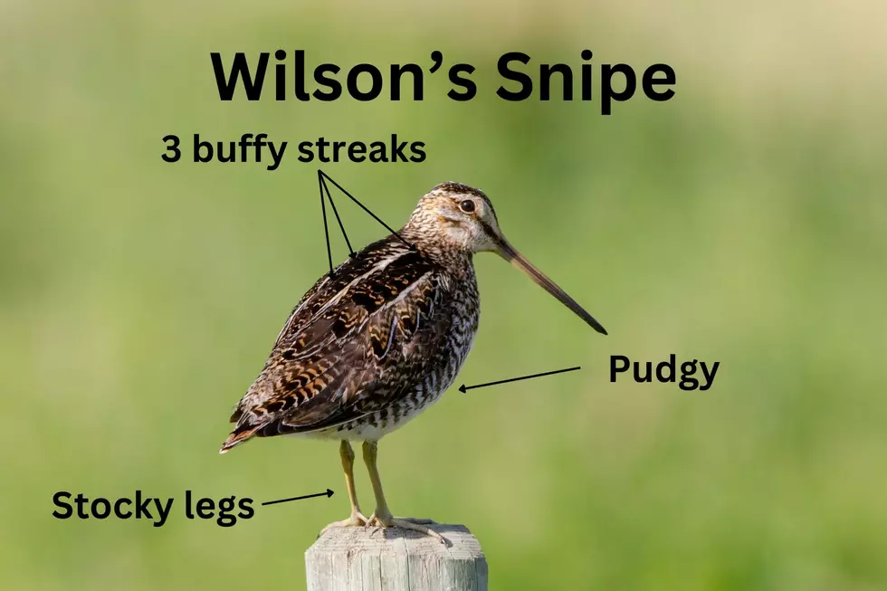 A Wilson's Snipe is seen with arrows pointing out it's PUDGY, 3 BUFFY STREAKS, and STOCKY LEGS.