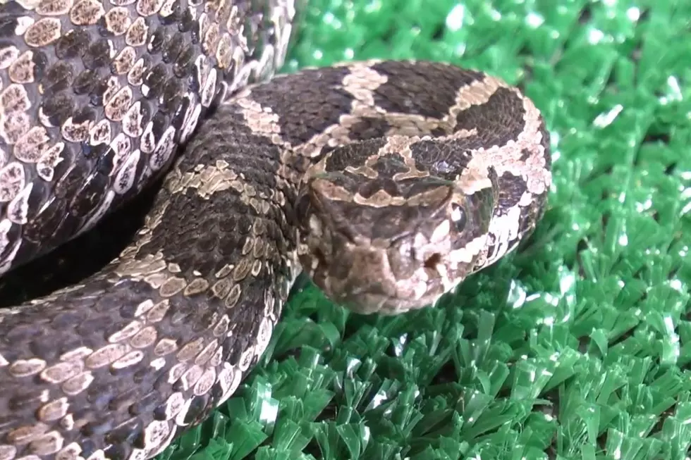 An Easter Massasauga Rattlesnake under the care of the Michigan Department of Natural Resources is seen ready to strike while on a bed of artificial grass.
