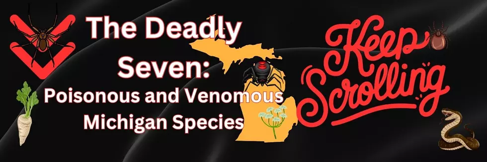 An outline of Michigan is seen with several images of poisonous plants and venomous animals are seen with THE DEADLY SEVEN: POISONOUS AND VENOMOUS MICHIGAN SPECIES