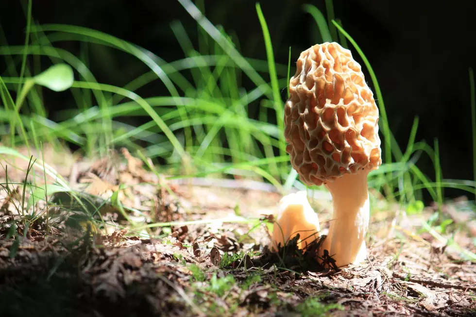 A spring time gem in Michigan, a morel mushroom is seen.