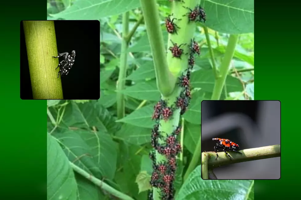 Juvenile spotted lanternflies, an invasive species in Michigan, are seen feeding on a plant.