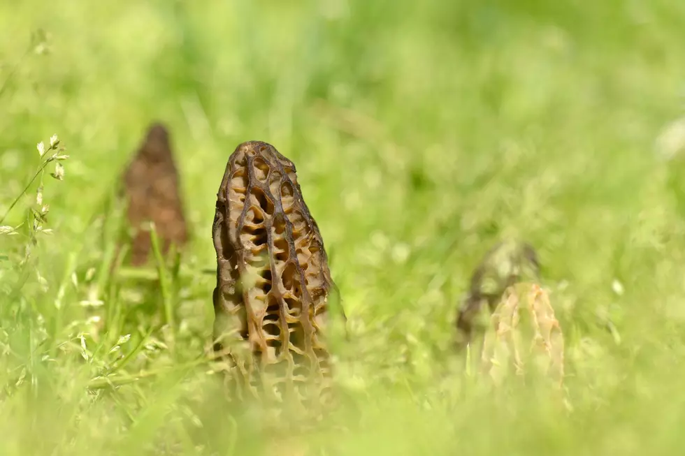 The tips of morel mushrooms are seen among tall grass.