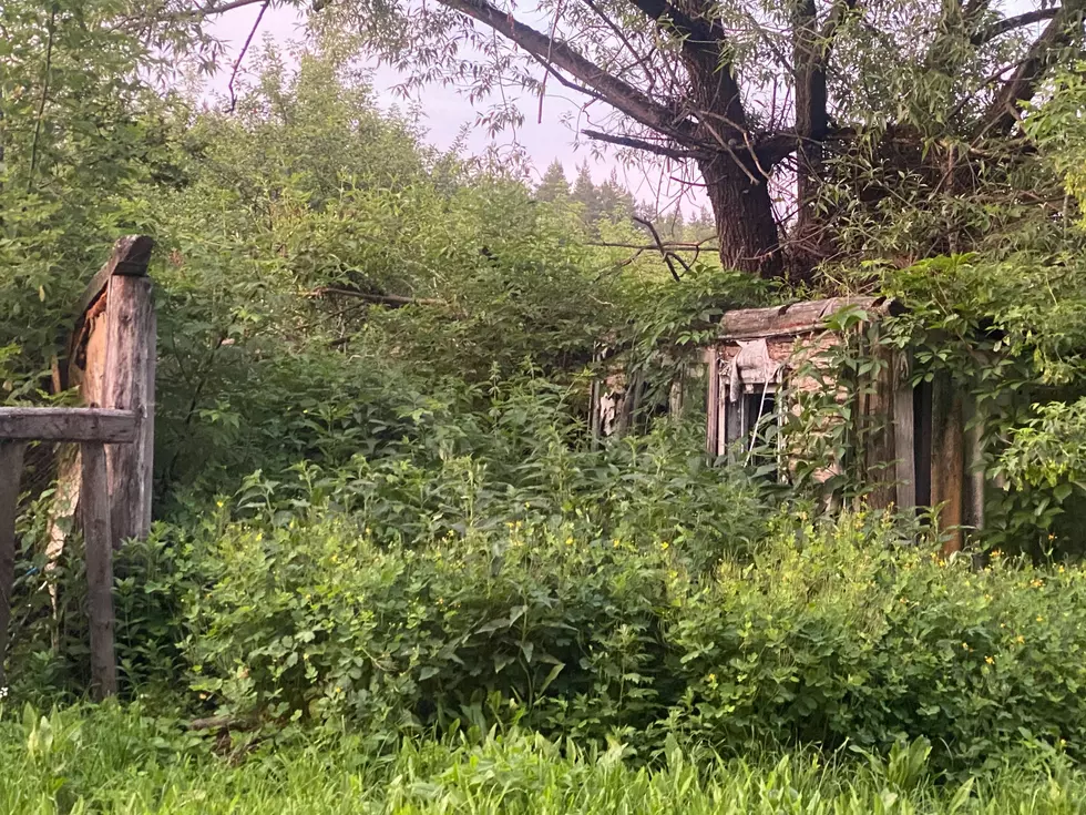 An overgrown lawn hides a house and fenceline.