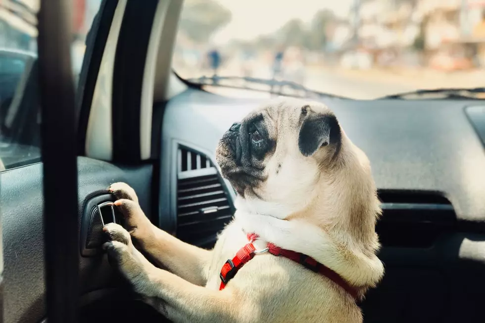 A dog looks outside the car window while locked inside.