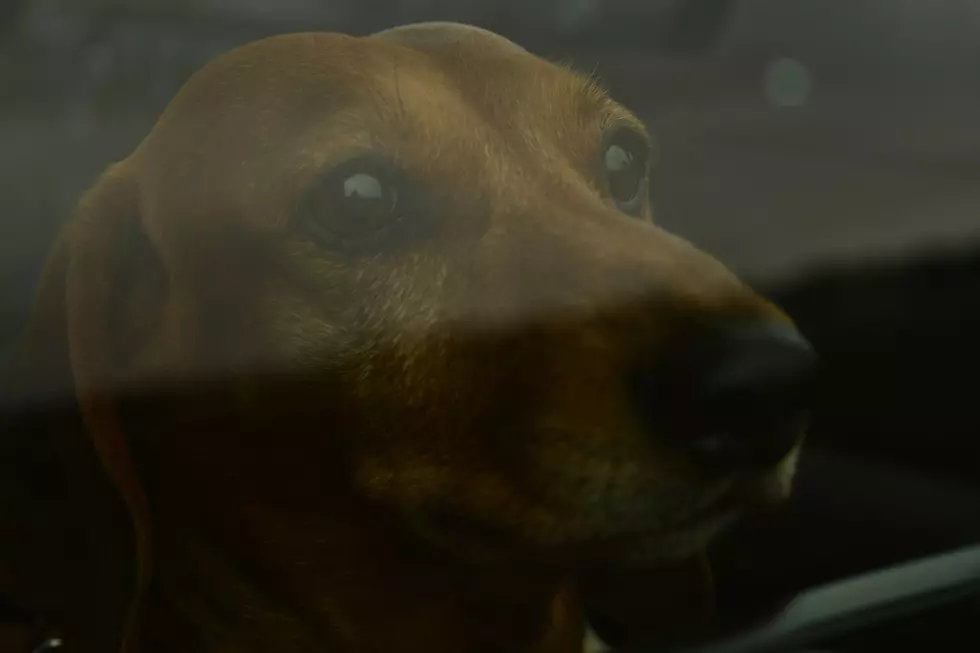 A dog looks out from inside a parked car with the windows up.