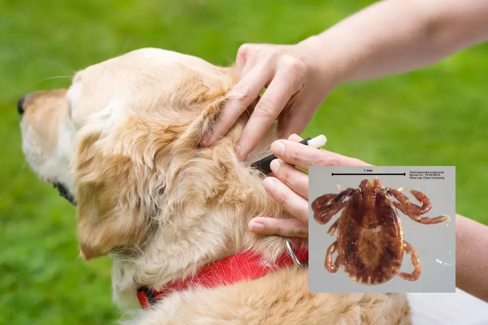 A person checking their dog for ticks alongside an image of the Asian Longhorned Tick, recently found in Berrien County Michigan.