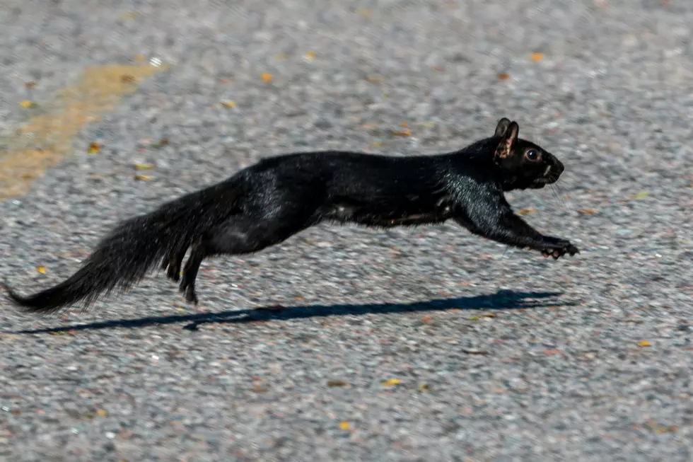 A black squirrel is seen crossing the centerline of the road.