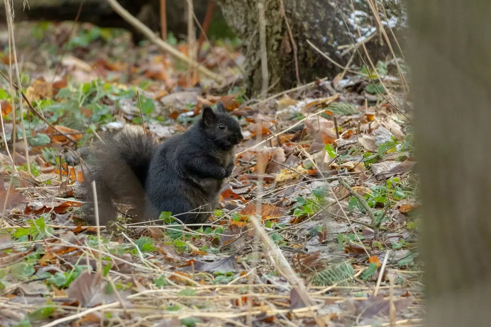 A black squirrel, a color variant of the gray squirrel, is seen on the forest floor.