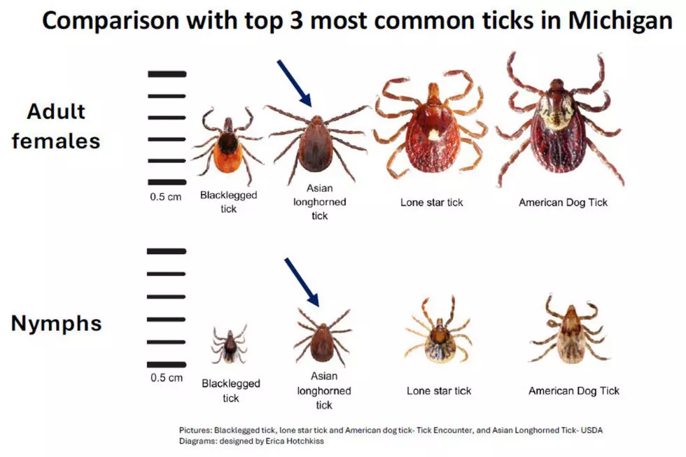 The top 3 most common ticks found in Michigan compared to the Asian Longhorned Tick.
