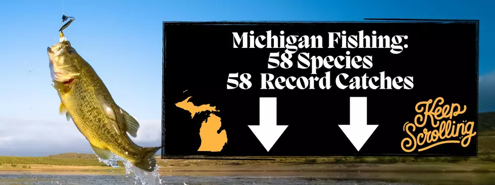 A graphic featuring a largemouth bass with two white arrows pointing down and text reading: MICHIGAN FISHING 58 SPECIES RECORD CATCHES