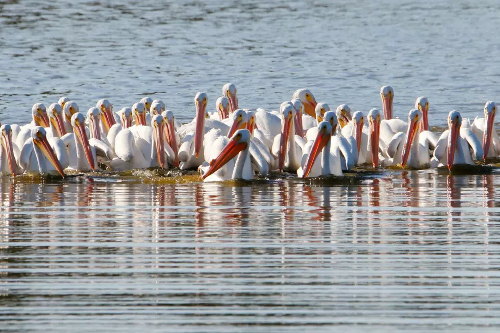 A flock of American White Pelicans swim through the water, tightly packed together.