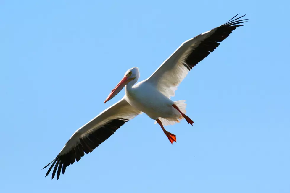 An American White Pelican, with a wingspan of up to 9-feet, is seen soaring through the air.