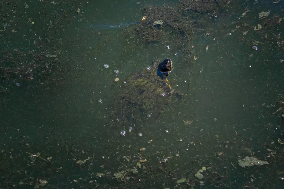 A turtle swimming through a murky and dirty lake.
